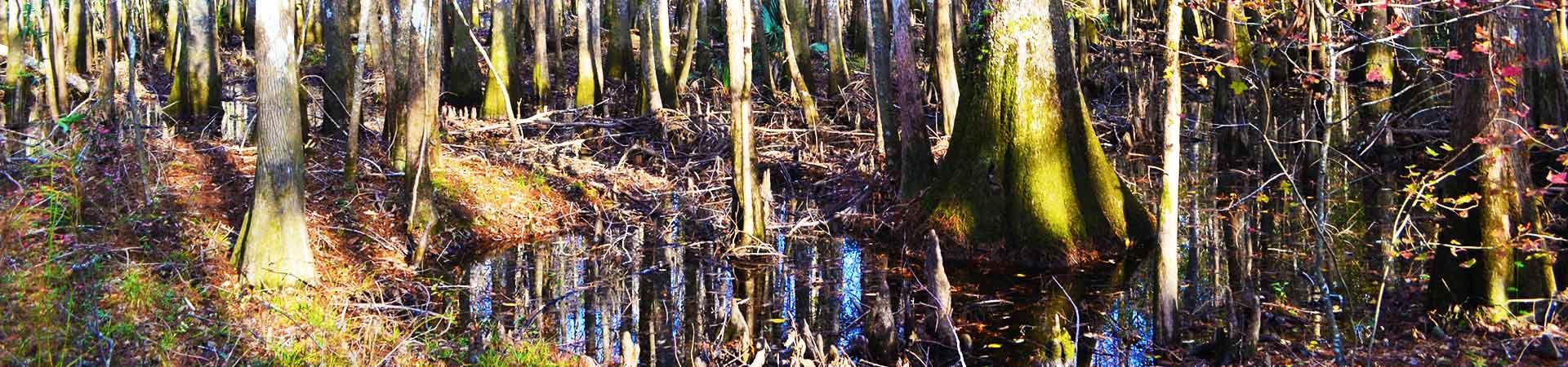 swamp at Altamaha WMA swamp and trees at Altamaha Wildlife Management Area