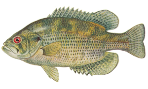 Rock Bass Sunfish