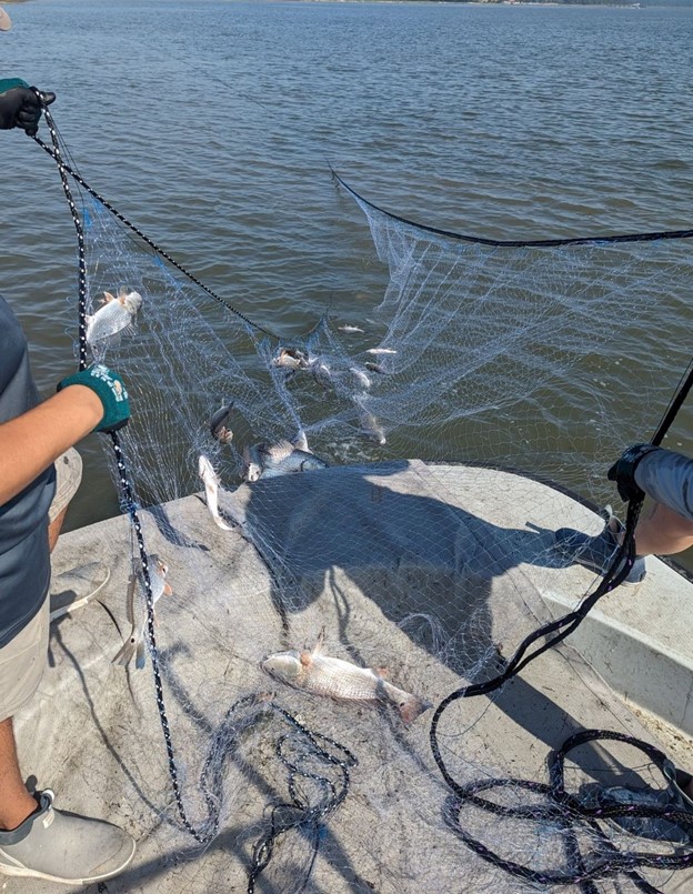 December 6, 2023 Brownbag Icon