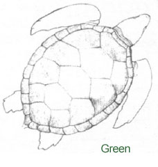 seaturtle4.jpg