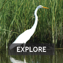 Explore Coastal Georgia