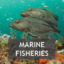 Marine Fisheries