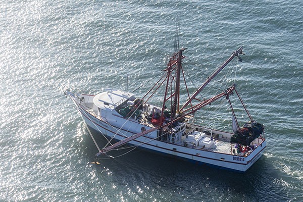 Oyster Harvesting
