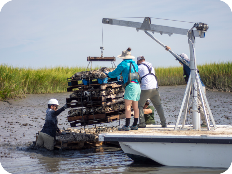 Oyster Reef Restoration & Enhancement