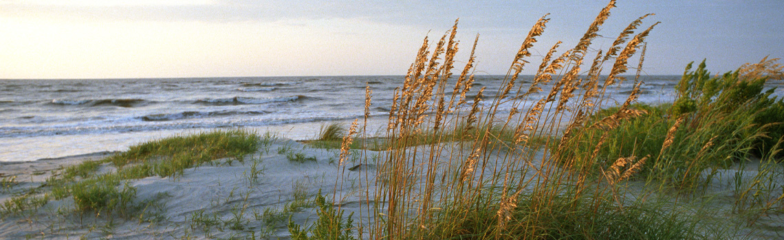 Sea oats by the shoreline Sea oats by the shoreline