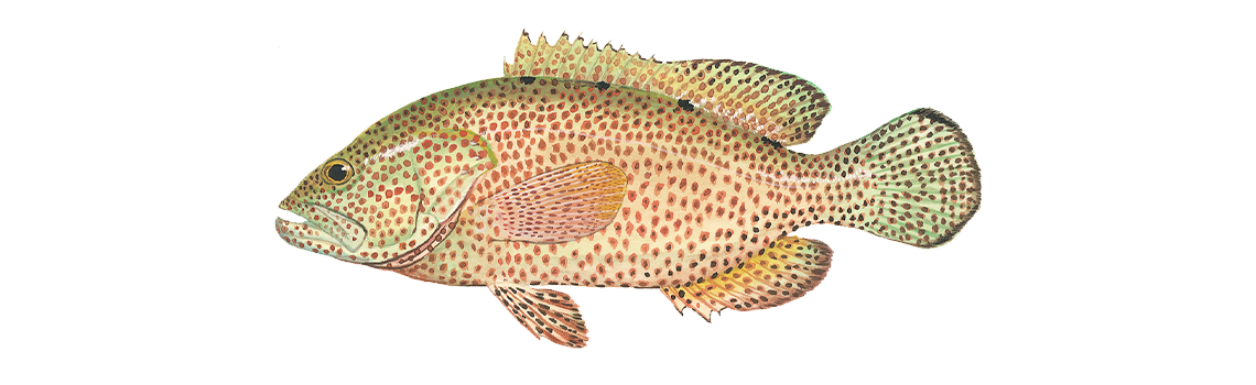 Grouper, Graysby
