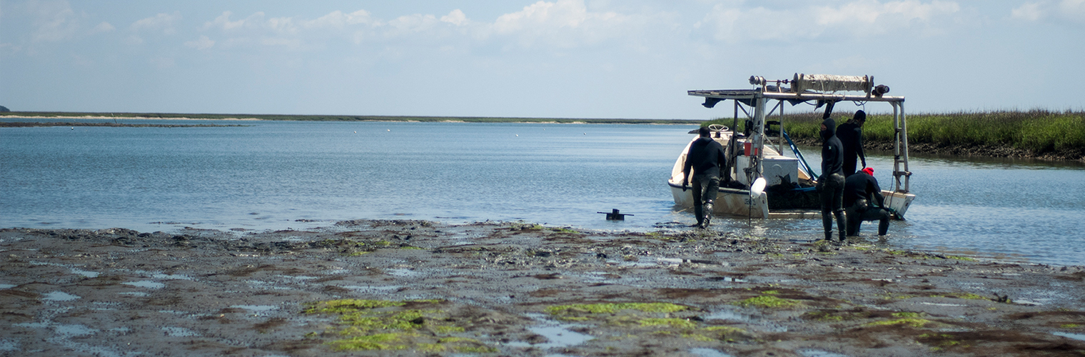 Workers harvest clams at Sapelo Sea Farms near Four Mile Island in McIntosh County.