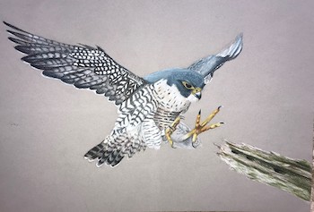 Peregrine Falcon drawing