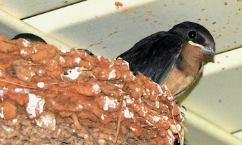 A young barn swallow preparing to fledge