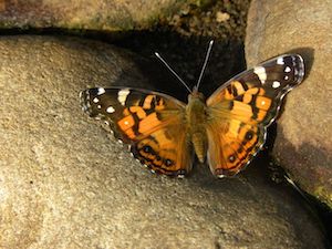 American Lady Butterfly