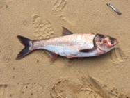 Asian carp on sand