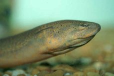 Asian swamp eel swimming