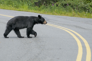 Black bear crossing street