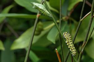 Black Swallowtail Caterpillar and Chrysalis