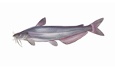 Blue Catfish Illustration