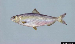 Blueback herring drawing