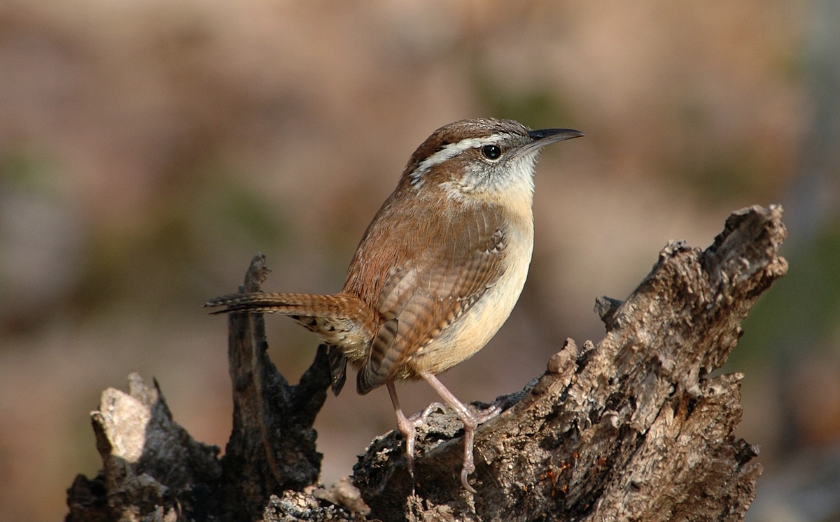 Carolina wren perched on driftwood.
