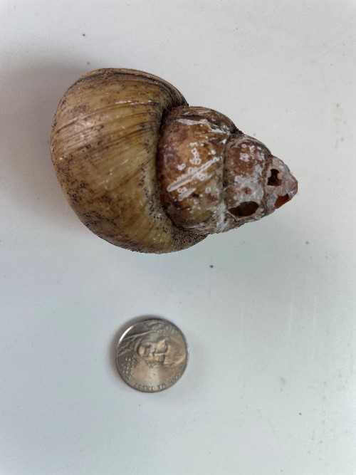 Chinese/Japanese Mystery Snail size compared to a dime.