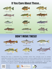 Don't Move Fish Poster