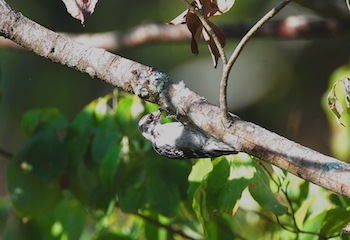 Downy woodpecker upside down on branch
