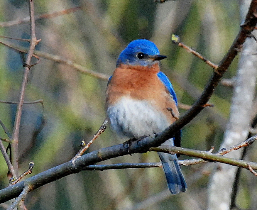 An Eastern Bluebird sits on a branch.