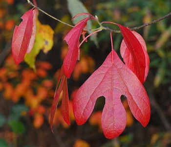 Red leaf on sassafras tree in fall