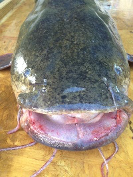 Flathead catfish mouth