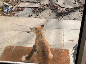 Mangy fox on doormat