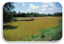 Colony of Giant Salvinia