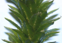 Hydrilla