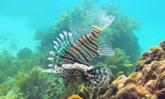 Lionfish underwater