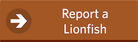 Report a Lionfish Button