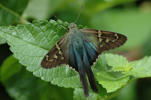 Long-tailed Skipper Butterfly