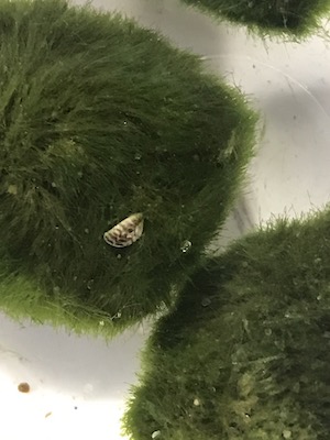 Zebra mussel in moss ball