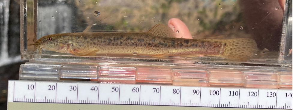 Oriental weather loach