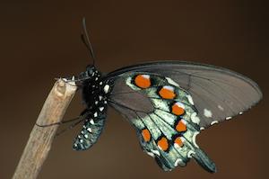 Pipevine Swallowtail Butterfly