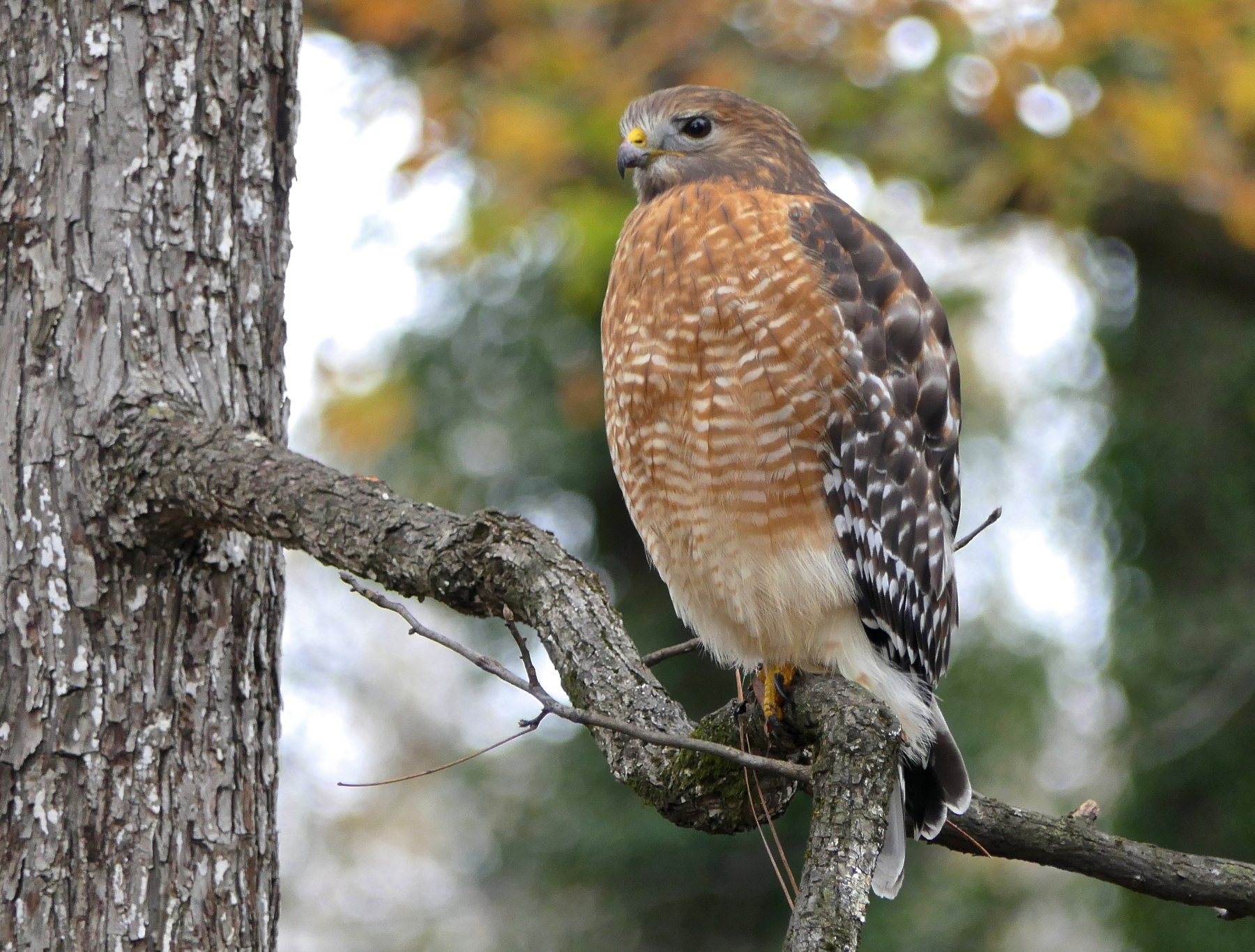 A Red-Shouldered Hawk perched on a tree branch.