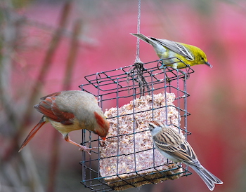 Suet feeder with birds eating