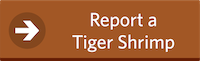 Report a Tiger Shrimp Button