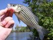 Small yellow bass being held