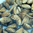Zebra mussels