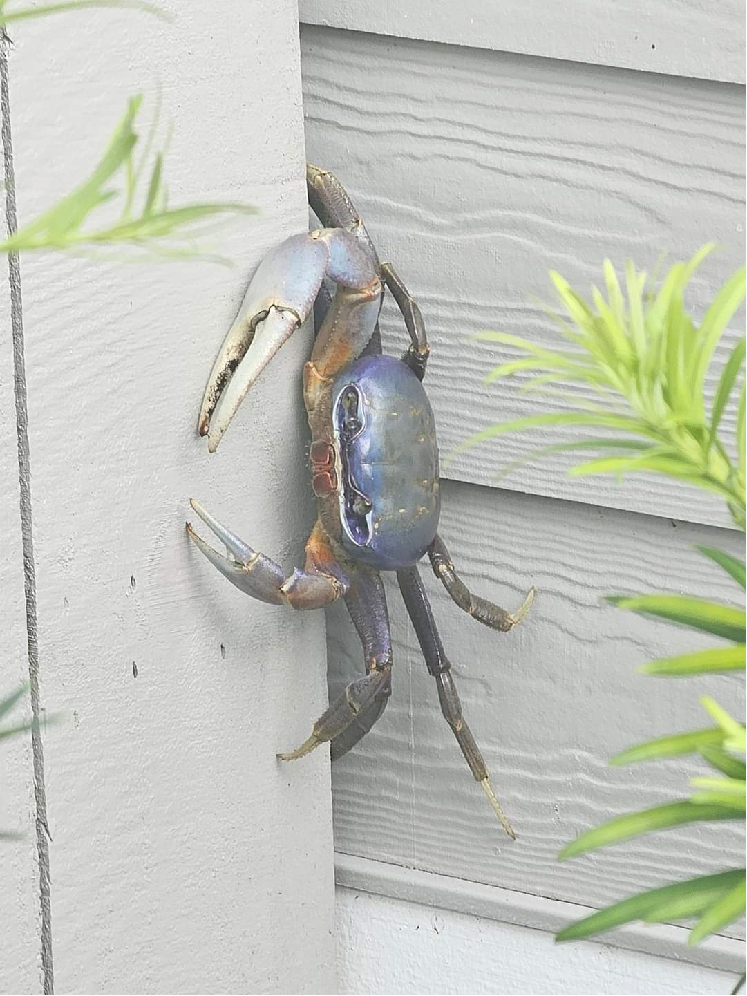 A Blue Land Crab crawls up the side of a white home.