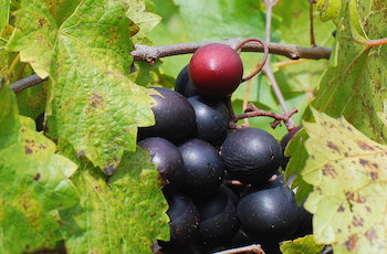 Muscadine grapes on tree