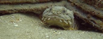 Oyster Toadfish