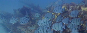 Atlantic Spadefish around M-60 Battle Tank