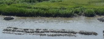 Jointer Creek Oyster Reef