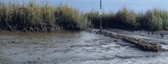 Turtle and South Brunswick River Oyster Reef