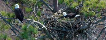 Eagles in Nest