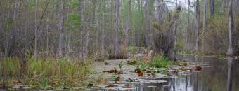 A river in the Okefenokee Swamp.