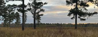 Sunrise over a field on Di-lane WMA.